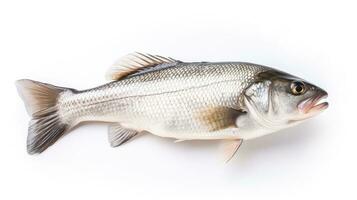 A fresh sea bass fish isolated on white background. Sea bass fish. Generative Ai photo