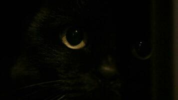 le noir chat regarda video