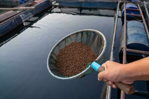 Aquaculture farmers hand hold food for feeding fish in pond in local agriculture farmland.Fish feed in a hand at fish farm in the Mekong River. Commercial aquaculture. photo