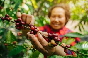agricultor cosecha maduro arábica café frijoles en café planta. arábica café bayas. Vietnam. foto