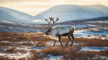 A Svalbard male reindeer with big antlers walking in winter tundra. Generative Ai photo