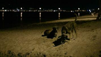 três disperso cachorros dentro a de praia de noite video