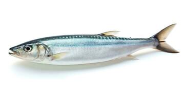 A fresh mackerel fish isolated on white background. Atlantic mackerel fish. Generative Ai photo