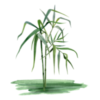 Watercolor growing bamboo stems with branches and leaves on grass illustration. Tropical nature hand drawn realistic clipart png