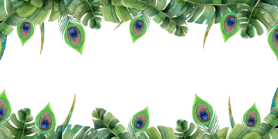 pavo real plumas en palma hojas horizontal bandera acuarela ilustración. mano dibujado tropical exótico pájaro pluma en verde y azul colores png