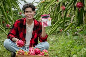 Young adult fruit vendor in plaid shirt is testing quality of dragon fruits and using a calculator to calculate the price of the fruits before trading with garden owner in a local dragon fruit garden. photo