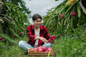 Young adult fruit vendor in plaid shirt is testing quality of dragon fruits and using a calculator to calculate the price of the fruits before trading with garden owner in a local dragon fruit garden. photo