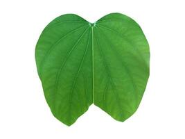 Bauhinia variegata leaf isolated on white background with clipping paths. photo