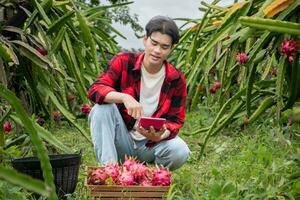 Young adult fruit vendor in plaid shirt is testing quality of dragon fruits and using a calculator to calculate the price of the fruits before trading with garden owner in a local dragon fruit garden. photo