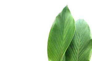 Turmeric leaf isolated on white background with clipping paths. photo