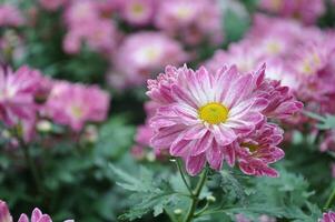Pink daisy chrysanthemum flowers, blurred chrysanthemum flower garden background, soft and selective focus, pink flower wallpaper concept. photo