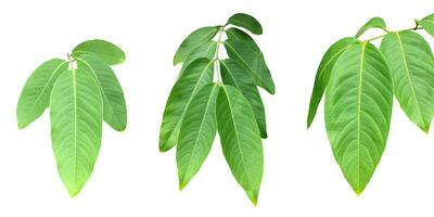 Crape myrtle leaf isolated on white background with clipping paths. photo