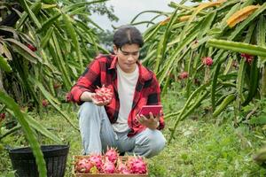 Young adult fruit vendor in plaid shirt is testing quality of dragon fruits and using a calculator to calculate the price of the fruits before trading with garden owner in a local dragon fruit garden. photo