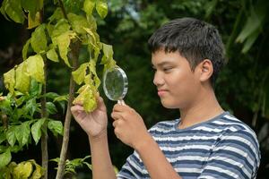 Young asian boy holds magnifying glass, looking through zoom lens to study pattern of houseplants and tiny insects which lived and crawled on plants during his free times, soft and selective focus. photo