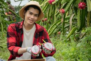 Young adult fruit vendor in plaid shirt is testing quality of dragon fruits by slicing half of fruit before trading with garden owner in a local dragon fruit garden. photo