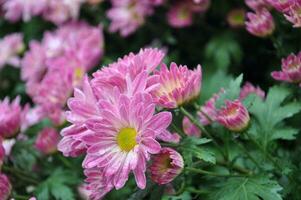 Pink daisy chrysanthemum flowers, blurred chrysanthemum flower garden background, soft and selective focus, pink flower wallpaper concept. photo