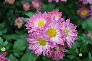 Pink daisy chrysanthemum flowers, blurred chrysanthemum flower garden background, soft and selective focus, pink flower wallpaper concept. photo