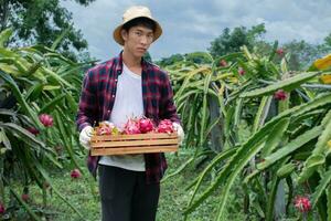 Pitaya or pitahaya fruits in wooden basket holding in hand of fruit farmer standing in the middle of his own farm, concept for organic fruit trading of young businessman. photo