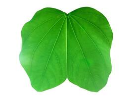 Bauhinia variegata leaf isolated on white background with clipping paths. photo