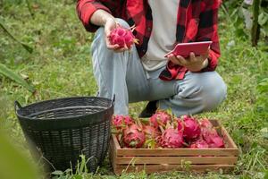 Young adult fruit vendor in plaid shirt is testing quality of dragon fruits and using a calculator to calculate the price of the fruits before trading with garden owner in a local dragon fruit garden. photo