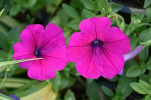 A lot of travellers enjoy the beauty of flowers. Some of them are taking photos. Some of them are taking selfie with flowers photo