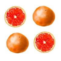 watercolor illustration of oranges on white background photo