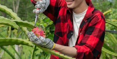 Asian young male gardener holding pruning shears and picking dragon fruit or pitaya at his own garden, soft and selective focus, concept for young smart farmer and happy life of young gardeners. photo