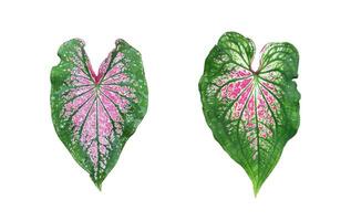 Caladium bicolor leaf isolated on white background with clipping paths. photo