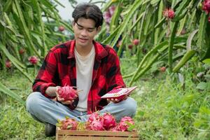 Young adult fruit vendor in plaid shirt is testing quality of dragon fruits and using a calculator to calculate the price of the fruits before trading with garden owner in a local dragon fruit garden. photo