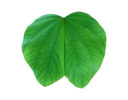 Bauhinia variegata leaf isolated on white background with clipping paths. photo