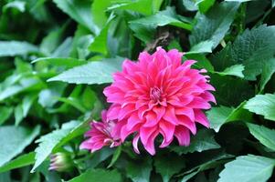 Pink daisy chrysanthemum flowers, blurred chrysanthemum flower garden background, soft and selective focus, pink flower wallpaper concept. photo