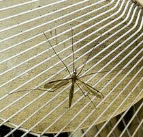 Insects. The Tipulidae fly or crane fly, a type of fly with a large body and this species has very long and fragile legs. photo