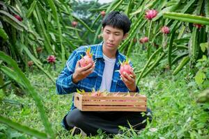 Pitaya or dragon fruit farmer holding wooden basket of dragon fruits. photo