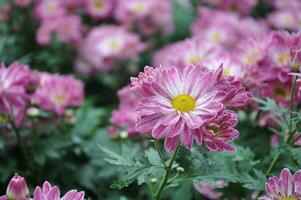 Pink daisy chrysanthemum flowers, blurred chrysanthemum flower garden background, soft and selective focus, pink flower wallpaper concept. photo