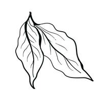 tree leaves doodle drawing vector illustration