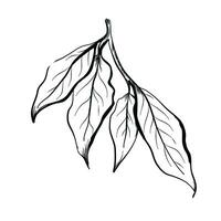 ash leaves doodle drawing vector illustration