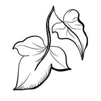 ivy leaves, wild grape doodle drawing vector illustration