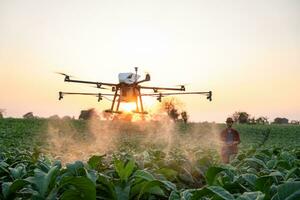 asiático agricultores mosca drones a rociar hormonal fertilizantes en tabaco campos, zumbido de agrícola tecnología concepto foto