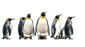 King penguins isolated on white background. Generative Ai photo