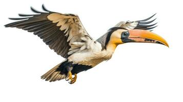 A Great hornbill Flying on a white background. Generative Ai photo