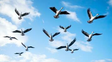 A flock of geese flying in a V-formation across a pristine blue sky symbolizing the annual migration in autumn photo