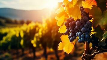 Vineyard landscape under the autumn sun background with empty space for text photo