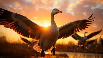 un rebaño de majestuoso gansos se eleva a través de un dorado puesta de sol embarcarse en su estacional viaje de fauna silvestre migración foto