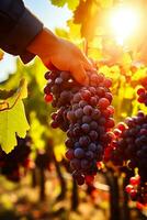 A close-up shot of a vineyard worker harvesting grapes with a beautiful autumn landscape in the background and empty space for text photo