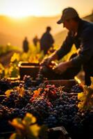 viñedo trabajadores cuidadosamente escoger a mano maduro uvas debajo el dorado noviembre luz de sol un crucial paso en elaboración Exquisito vinos foto