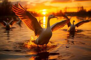 un rebaño de majestuoso gansos se eleva a través de un dorado puesta de sol embarcarse en su estacional viaje de fauna silvestre migración foto