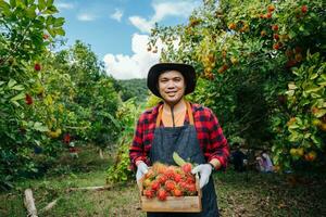 Asian farmer holding fresh rambutan in a wooden crate at the rambutan garden. Organic fruit agriculture concept. photo