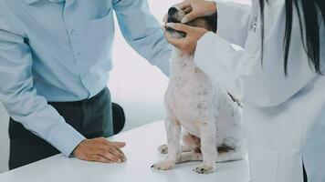 Young female veterinary vaccinating a maltese dog at the doctor's office video