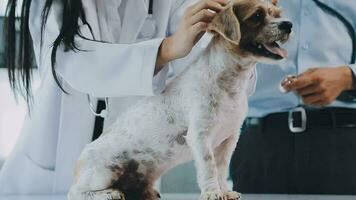 jovem fêmea veterinário vacinar uma maltês cachorro às a médico escritório video