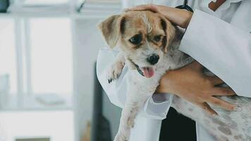 Young female veterinary vaccinating a maltese dog at the doctor's office video